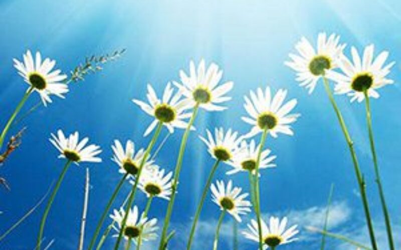 Illustration of flowers blooming towards sky